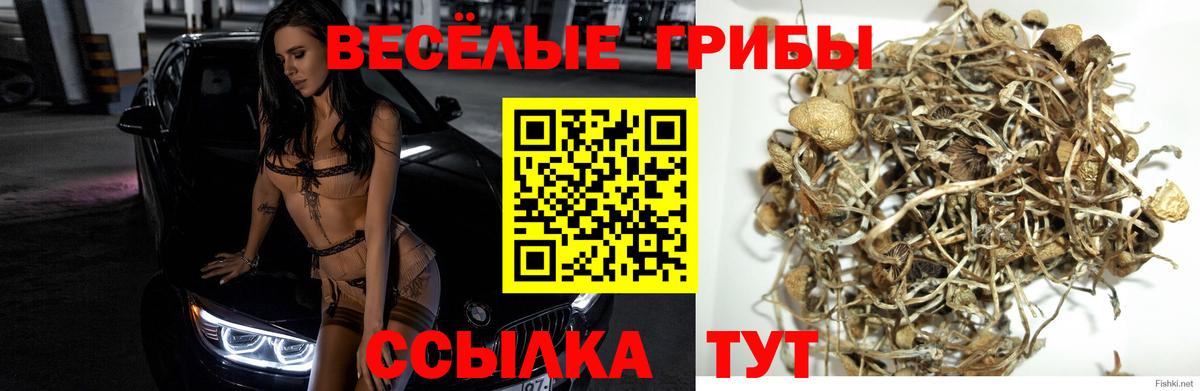 Югорск  Галлюциногенные грибы прущие грибы  Вход с VPN 